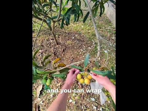 How I protect my loquat fruit from birds and bugs #loquat #arizonagarden #fruittrees #Zone9B