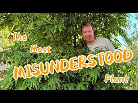 The Most Misunderstood Plant and Why I Have 10 Varieties in My Yard