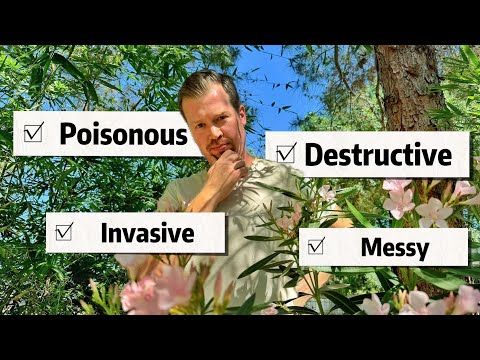 Disliked Plants That I Enjoy and Have in My Yard (Oleander, Nandina, Bamboo)