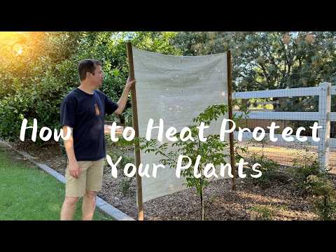 How I Protect My Fruit Trees and Raised Beds From Heat and Extreme Sun