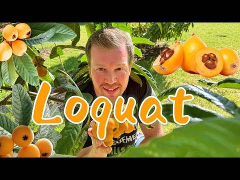 Loquat! The Perfect Backyard Fruit Tree