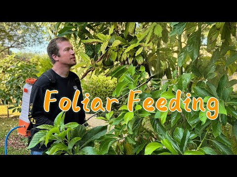 How I Feed My Trees - Foliar Feeding For Beginners