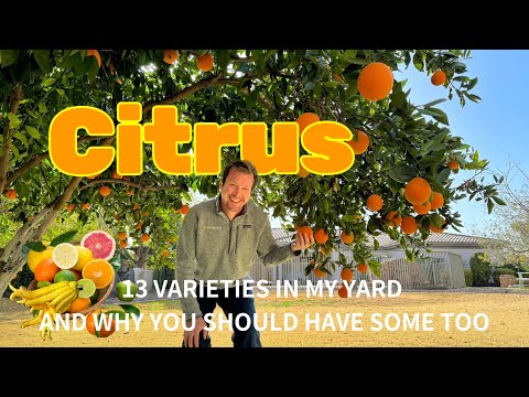 13 Varieties of Citrus in My Yard, and Why Citrus Checks All The Boxes for the Ideal Tree