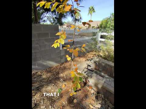 Fruit Tree (Persimmon) Fall Foliage in Fall/Winter  #gardening #zone9b #fallfoliage
