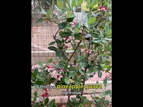 Pineapple Guava Bloom Explosion #arizonagardening #touchgrassgardening #tropicalgarden #zone9b
