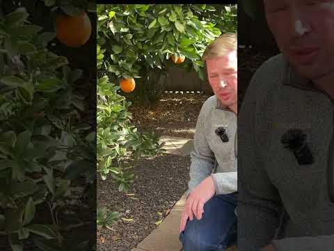 Meiwa Kumquat, the best tasting kumquat variety there is #TouchGrassGardening