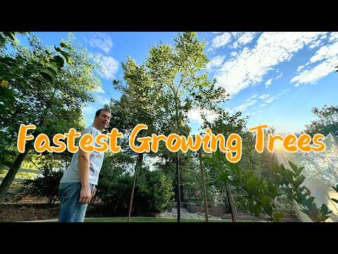 My 3 Fastest Growing Trees - Build Your Yard for Shade, Microclimate, and a BIG Showy Statement