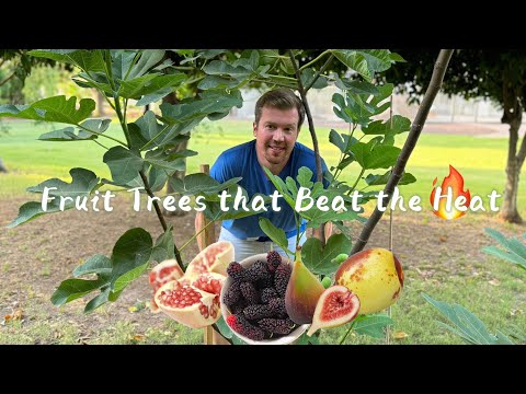 My Favorite Fruit Trees that Beat the Heat and Bear Fruit Within 2 Years
