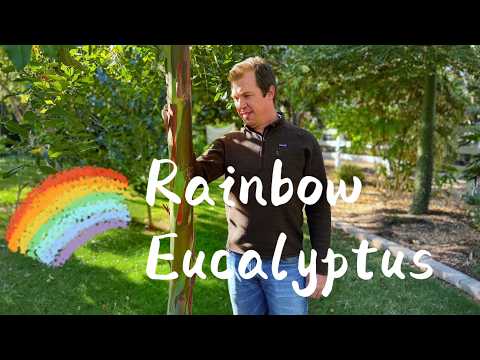 Rainbow Eucalyptus | A Unique, Exotic, and Colorful Tree Growing in Zone 9b