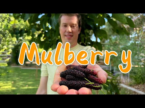 Mulberry! The Easiest Backyard Fruit Tree for Beginners and Starting Your Fruit Forest