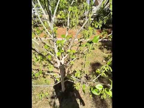 Mulberry Fruit Explosion on a 2 Year Old Tree
