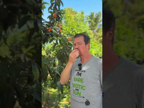 Growing Loquat in Phoenix Arizona. Don’t miss out on this fruit!