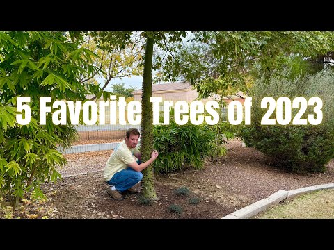 My 5 Favorite Trees of 2023 - Exotic and Fun Trees to Grow in the Yard