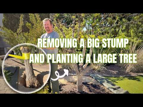 Removing a Large Stump and Planting a Giant Unique Tree (Mount Atlas Mastic)