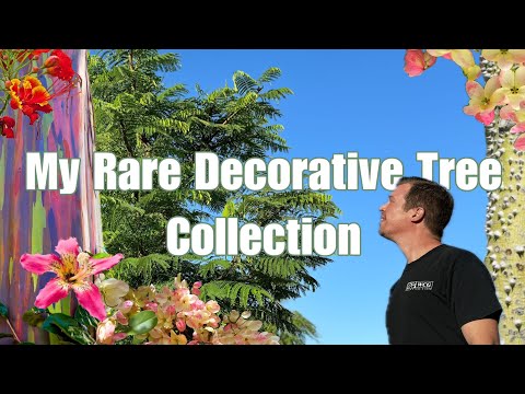 My Rare Decorative Tropical Tree Collection (6 Varieties You Rarely See in a Desert!)