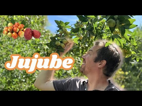 Jujube! The Easiest and Most Underrated Fruit Tree