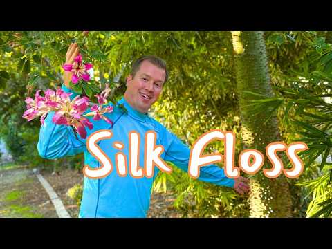 The World's Most Beautiful Flower on a Tree - Silk Floss (Ceiba Speciosa)