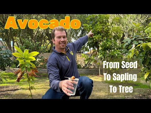 Avocado - From Seed, To Sapling, To Tree