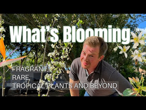 Mini Tour of Blooming Fruit Trees in My Backyard - Citrus, Avocados, Stone Fruits, and more!