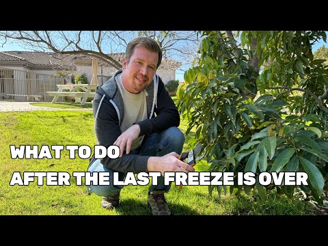 Preparing Trees for Spring - 4 Steps to Follow After the Last Freeze of Winter is Over