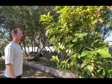 Backyard Garden Tour October 2023 - Welcome to Touch Grass Gardening