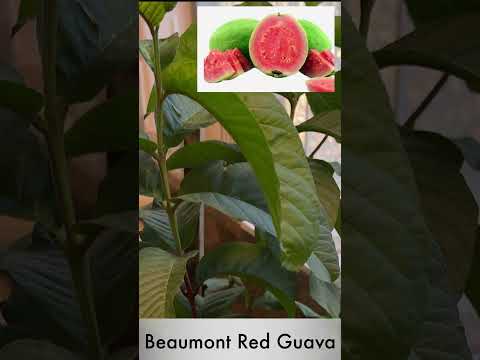 Rare Tropical Trees I'm Planting This Spring! #backyardgardening #fruittreeplanting #gardening