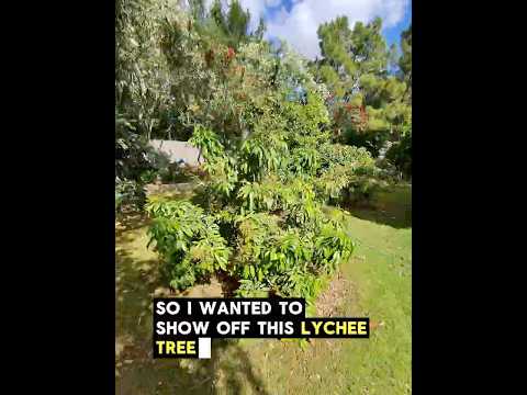Lychee Tree Blooming Like Crazy in Phoenix Arizona #arizonagarden #tropicalgarden