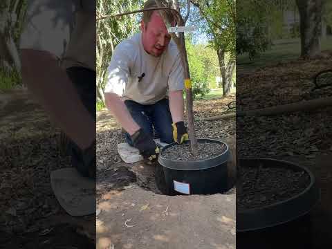 How to Plant a Tree Without Losing Any Roots - This Method Will Blow Your Mind!