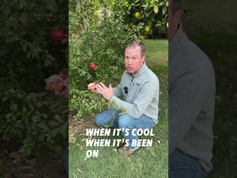 Why Is My Pomegranate Not Sweet?! - My 3 Rules for Sweet Poms | #zone9b #fruittree #garden