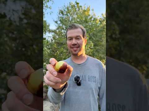 The Most Underrated Fruit Tree for Dry and Hot Climates -- Chinese Jujube