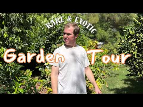 Fruit Tree & Tropical Oasis in the Sonoran Desert | Fall Arizona Backyard Garden Tour