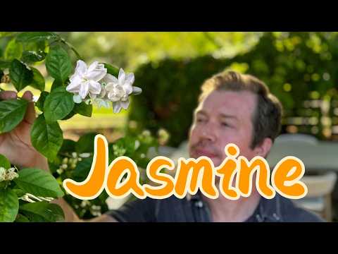 Jasmine - The Best Smelling Plant You Can Get AND So Many Varieties!