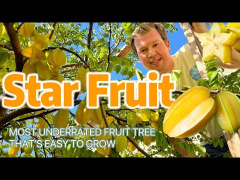 Starfruit! The Most Underrated Fruit Tree That's Easy to Grow in Your Backyard